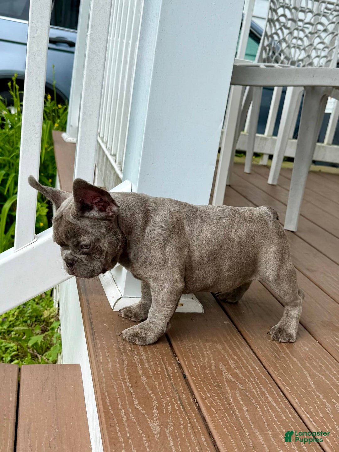 French Bulldog dogs for sale: Silver Dollar - Image 5