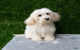 Maltipoo dogs for sale: Rebecca - Image 18