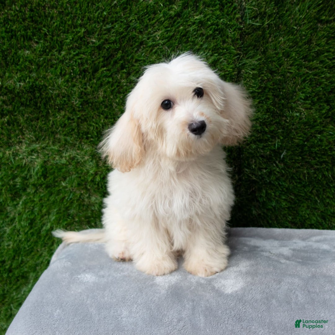 Maltipoo dogs for sale: Rebecca - Image 18