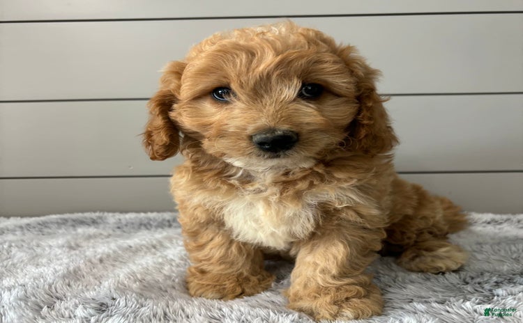 Mini Goldendoodle dogs for sale - Ad 3