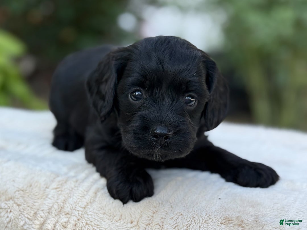 Cavapoo dogs for sale: Liam - Image 4