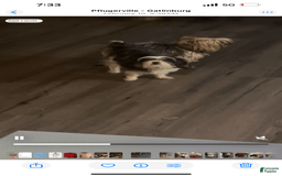 Shorkie dogs for sale: Chuck - Image 5