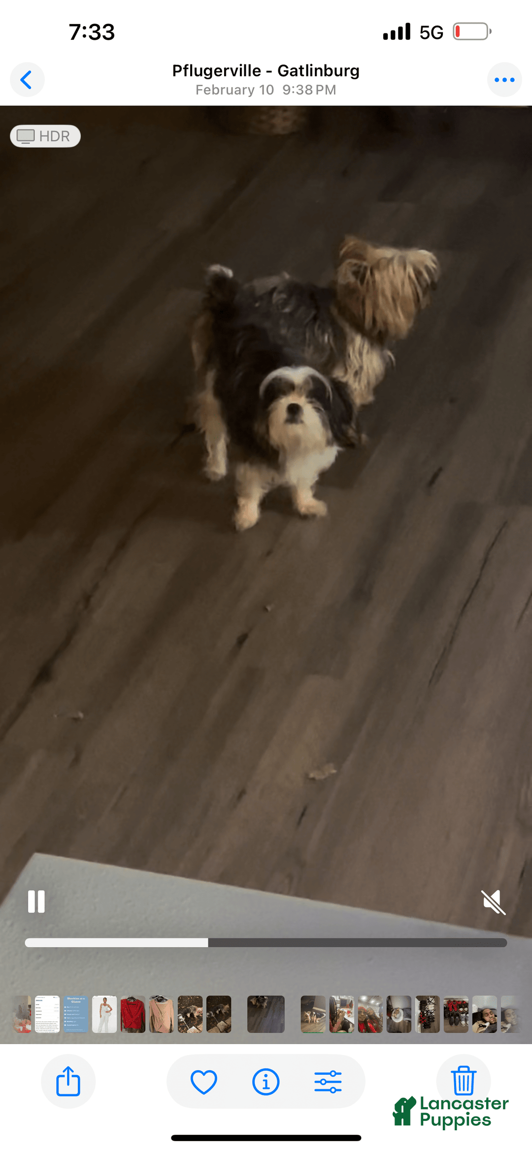 Shorkie dogs for sale: Chuck - Image 5