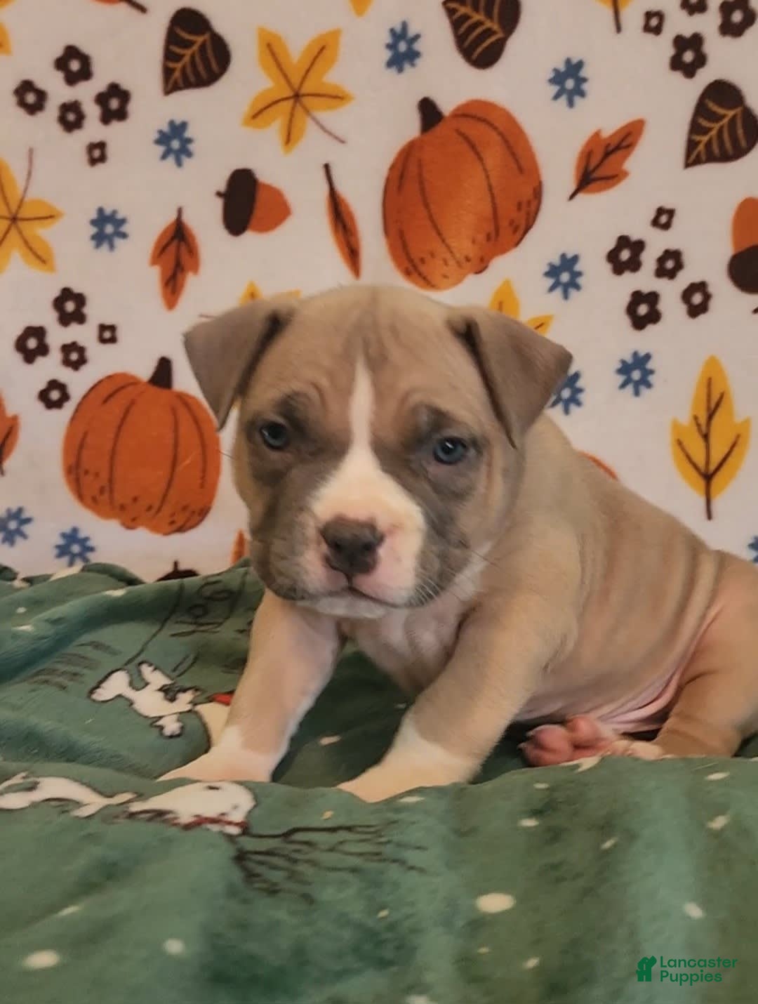 American Bully dogs for sale: National Champion Jack - Image 17