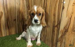 Cavapoo dogs for sale: Sprinkles Boy 2 - Image 10