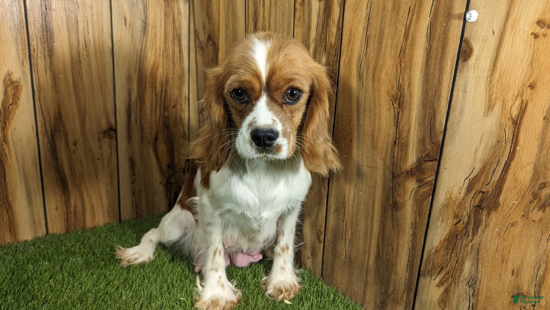 Cavapoo dogs for sale: Sprinkles Boy 2 - Image 10