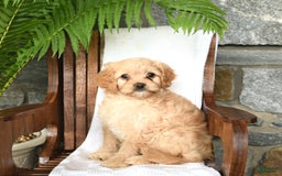Cavapoo dogs for sale: Skye - Image 5