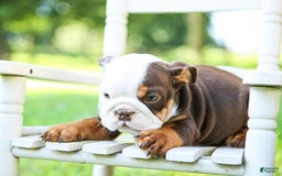 English Bulldog dogs for sale: Bridget - Image 3