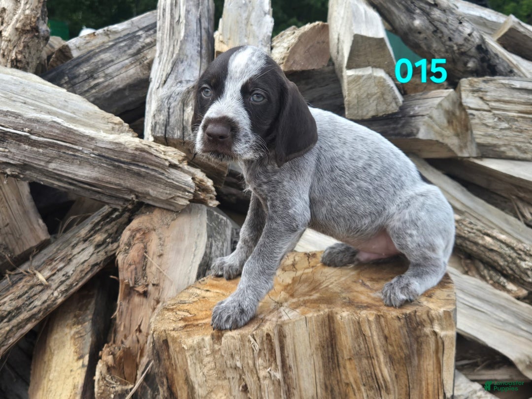 German Wirehaired Pointer dogs for sale: Boy 2 - Image 1