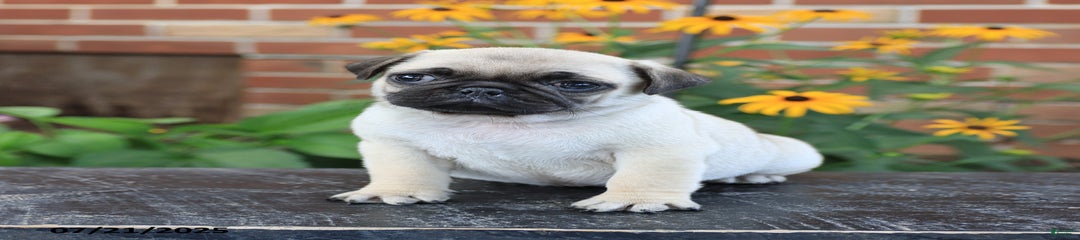 Biscuit