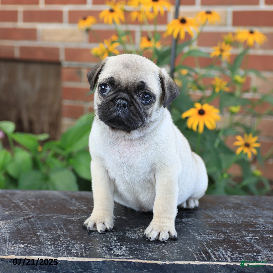 Pug dogs for sale: Biscuit - Image 2