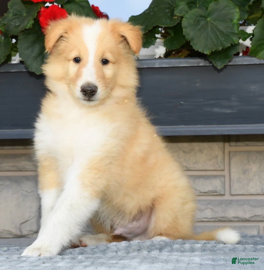 Collie dogs for sale: Pete - Image 4