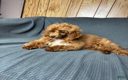 Toy Poodle dogs for sale: Maxi - Image 5
