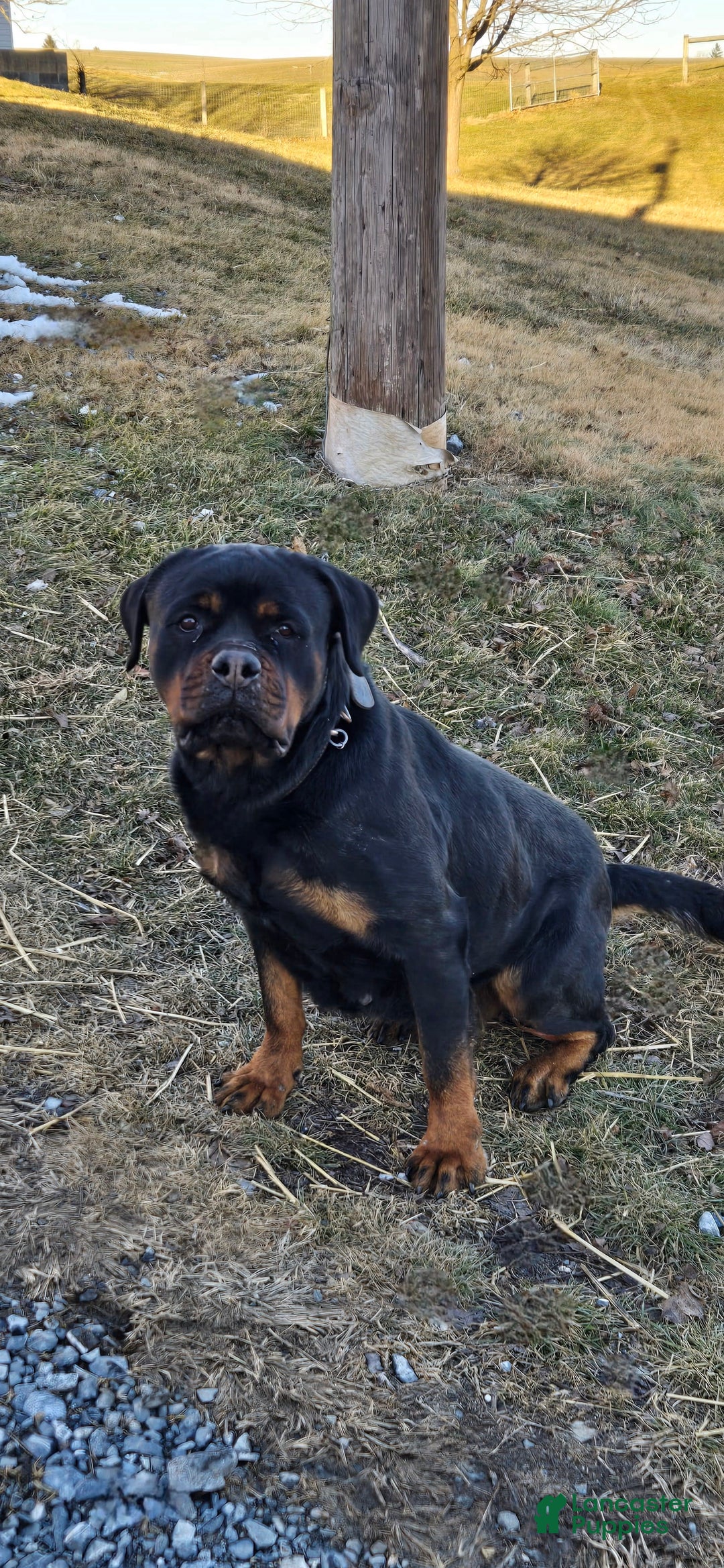 Rottweiler dogs for sale: Oxanna - Image 4