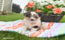 Welsh Corgi Pembroke dogs for sale: Tonto - Image 3