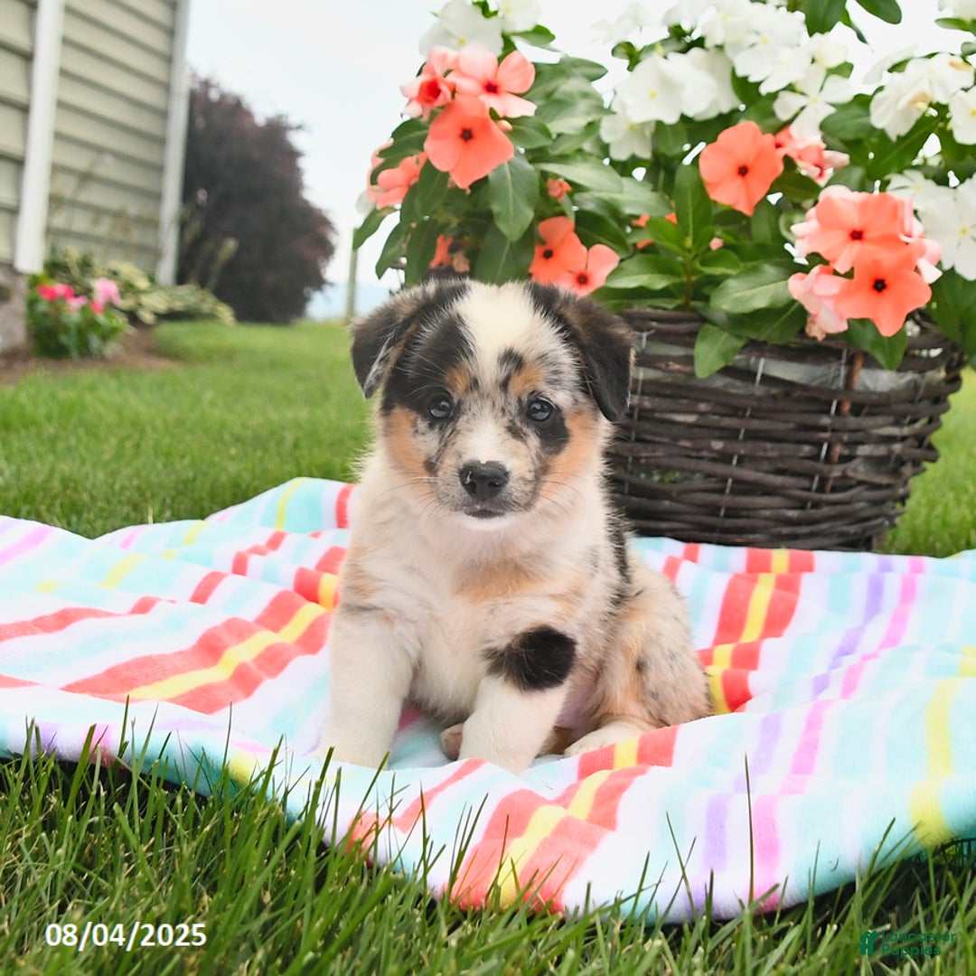 Welsh Corgi Pembroke dogs for sale: Tonto - Image 3