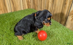 Cavalier King Charles Spaniel dogs for sale: Brin Girl 3 - Image 11