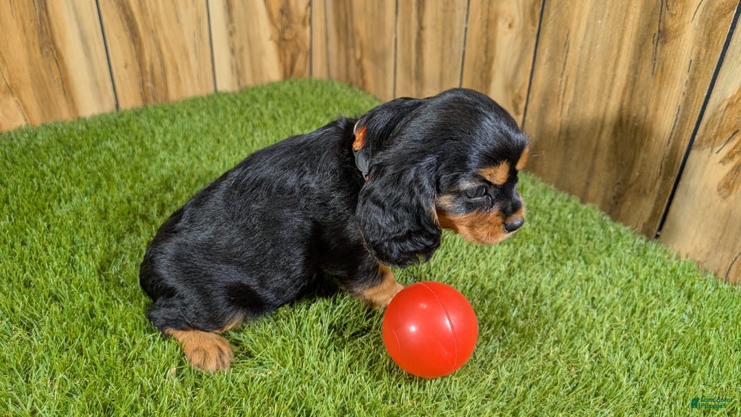 Cavalier King Charles Spaniel dogs for sale: Brin Girl 3 - Image 11
