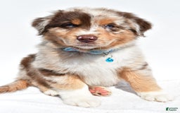 Miniature Australian Shepherd dogs for sale: Miniature Australian Shepherd 7 puppies - Image 21