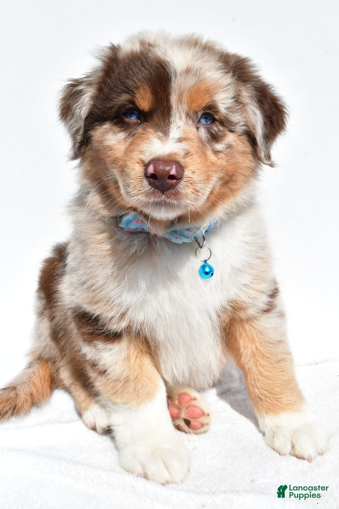 Miniature Australian Shepherd dogs for sale: Miniature Australian Shepherd 7 puppies - Image 21