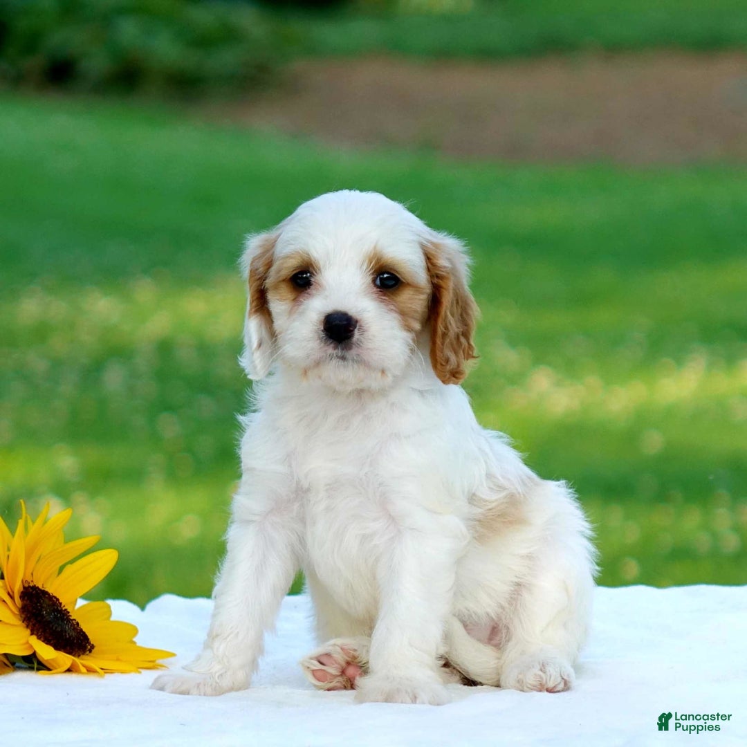 Cavapoo dogs for sale: Marissa - Image 3