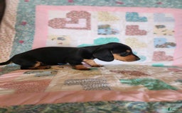 Miniature Dachshund dogs for sale: Peach - Image 12