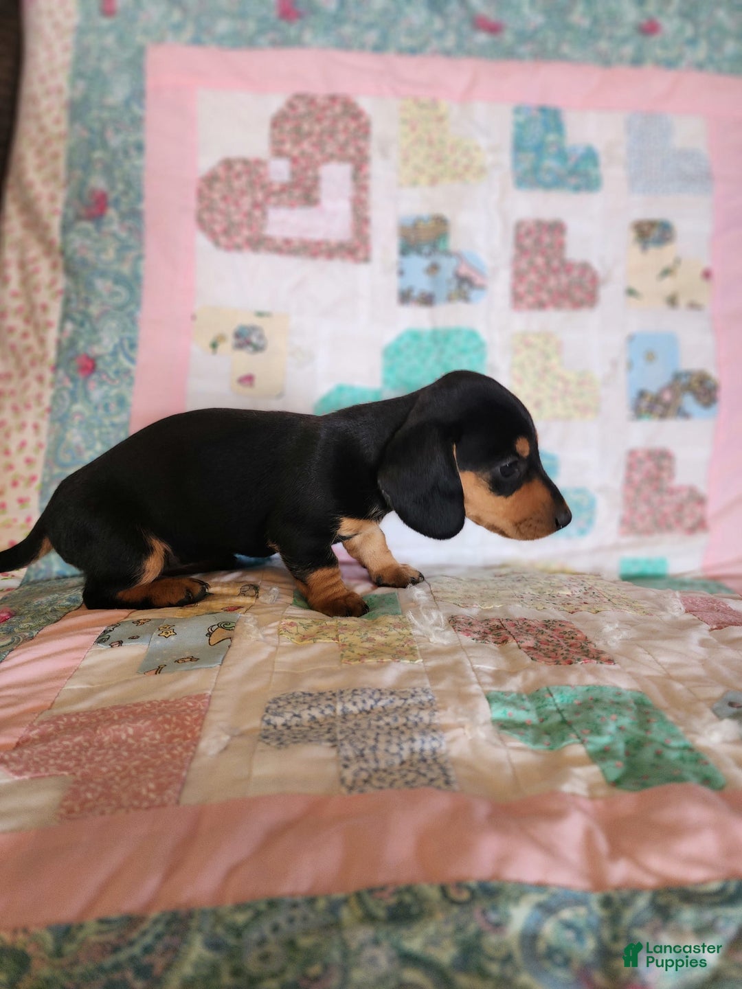 Miniature Dachshund dogs for sale: Peach - Image 12