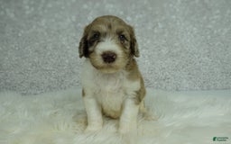 Newfypoo dogs for sale: Koda F1b - Image 1