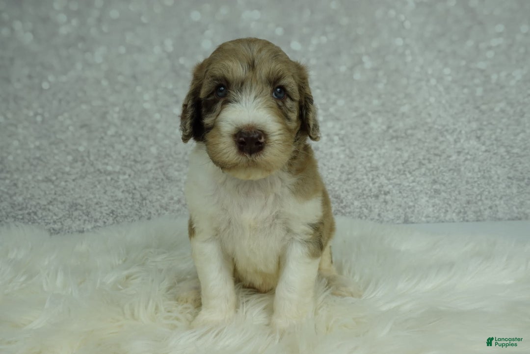 Newfypoo dogs for sale: Koda F1b - Image 1