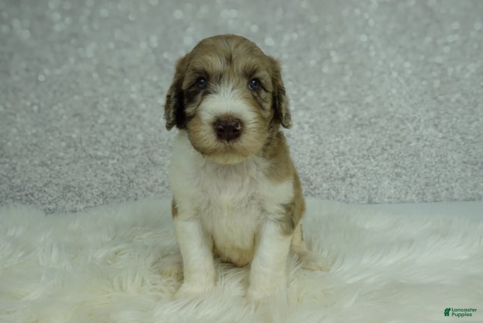 Newfypoo dogs for sale - Ad 3