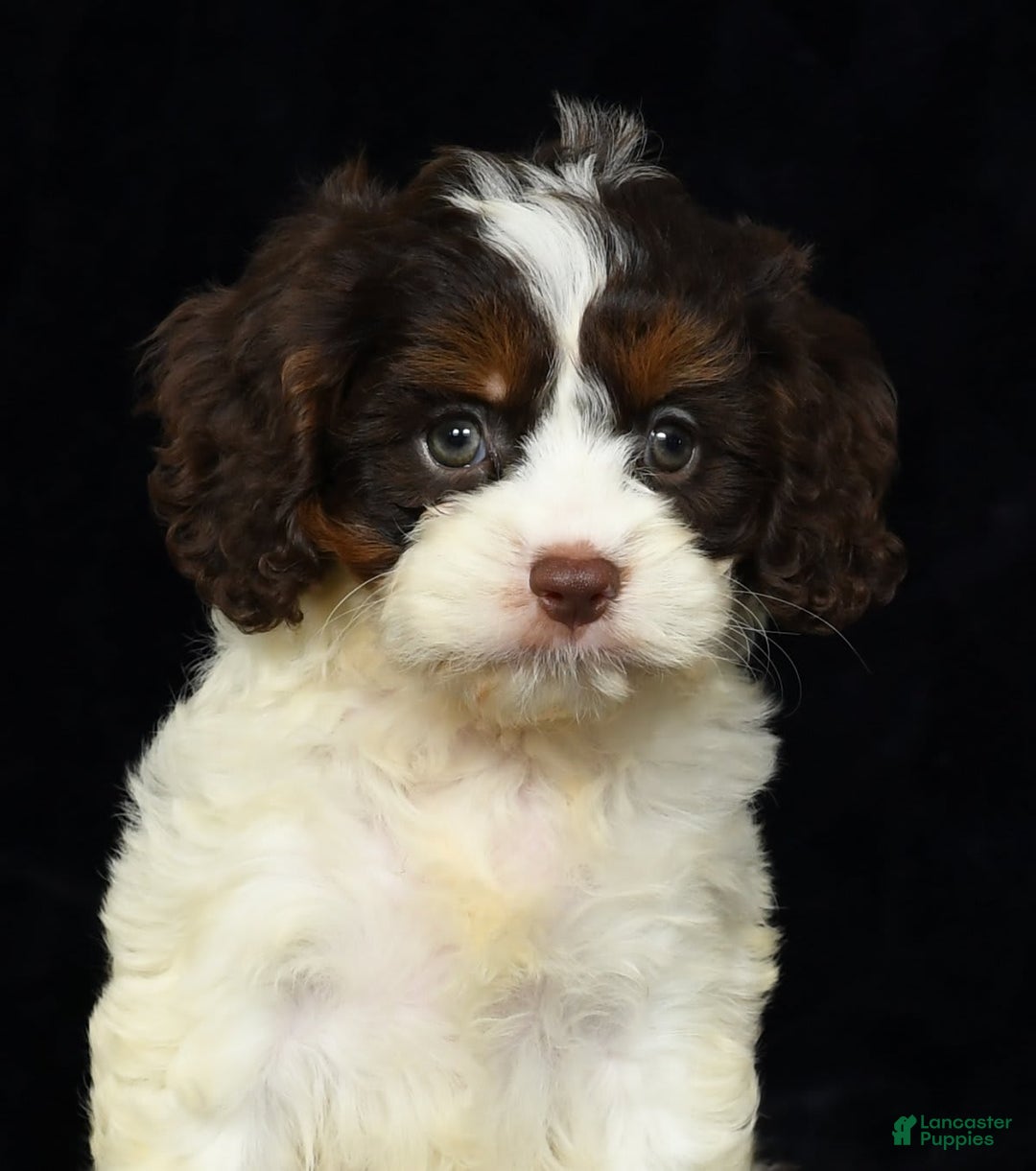 Cavapoo dogs for sale: Julia - Image 5