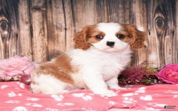 Cavalier King Charles Spaniel dogs for sale: Jude - Image 6
