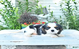 Cavalier King Charles Spaniel dogs for sale: Cody - Image 7