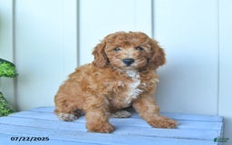 Mini Goldendoodle dogs for sale: Metro - Image 8