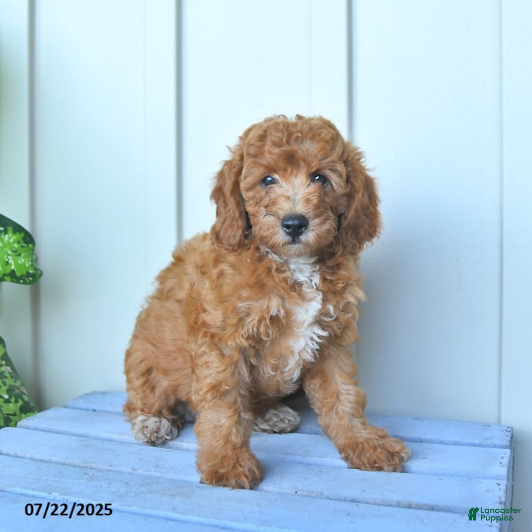 Mini Goldendoodle dogs for sale: Metro - Image 8