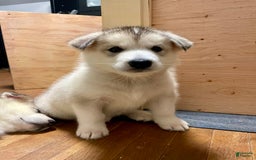 Alaskan Malamute dogs for sale: Denali - Image 1