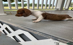 Miniature Dachshund dogs for sale: Akc Gracelyn - Image 1