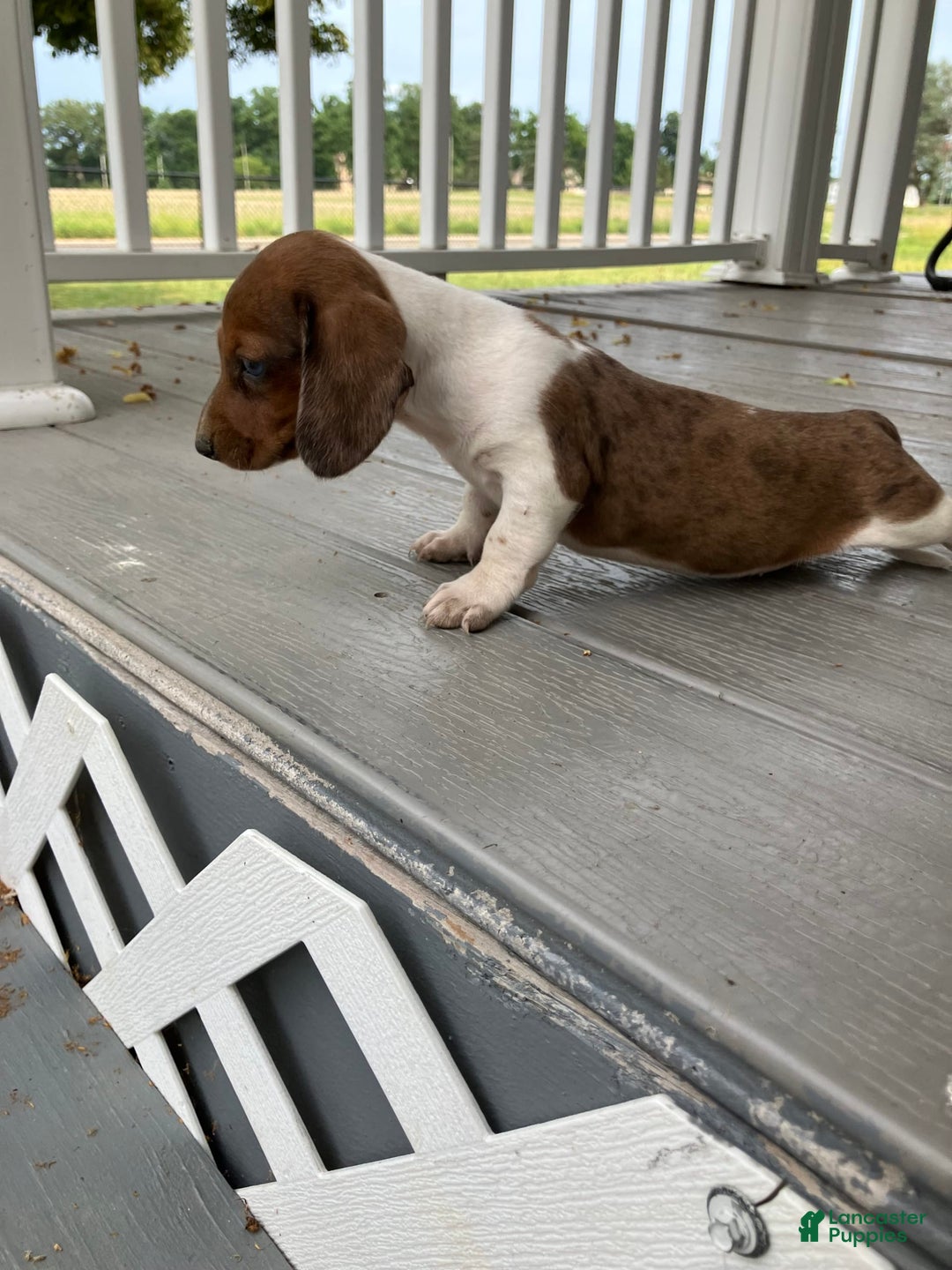 Miniature Dachshund dogs for sale: Akc Gracelyn - Image 1