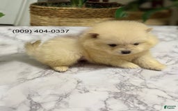 Pomeranian dogs for sale: Akc Bella - Image 3