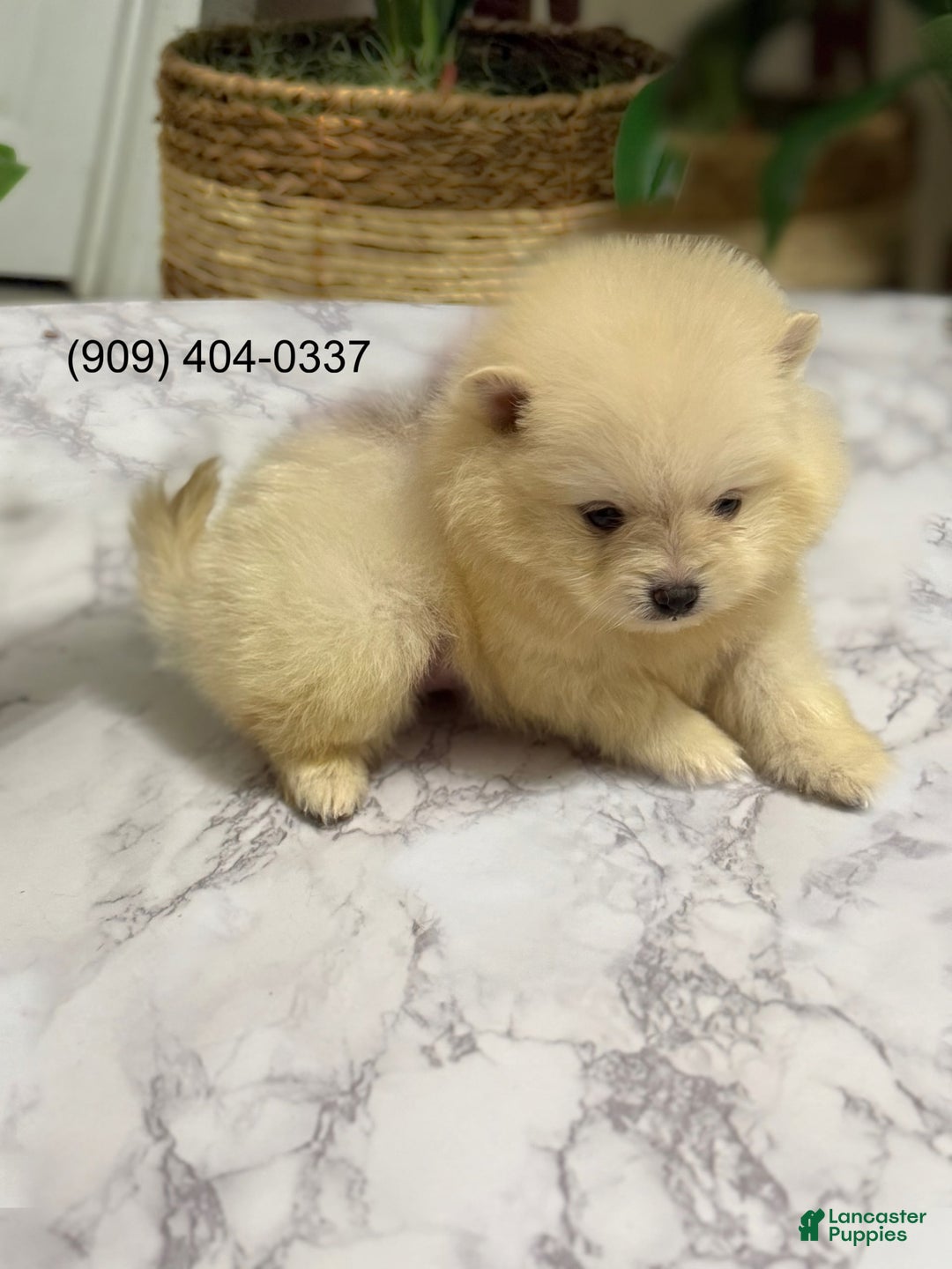 Pomeranian dogs for sale: Akc Bella - Image 3