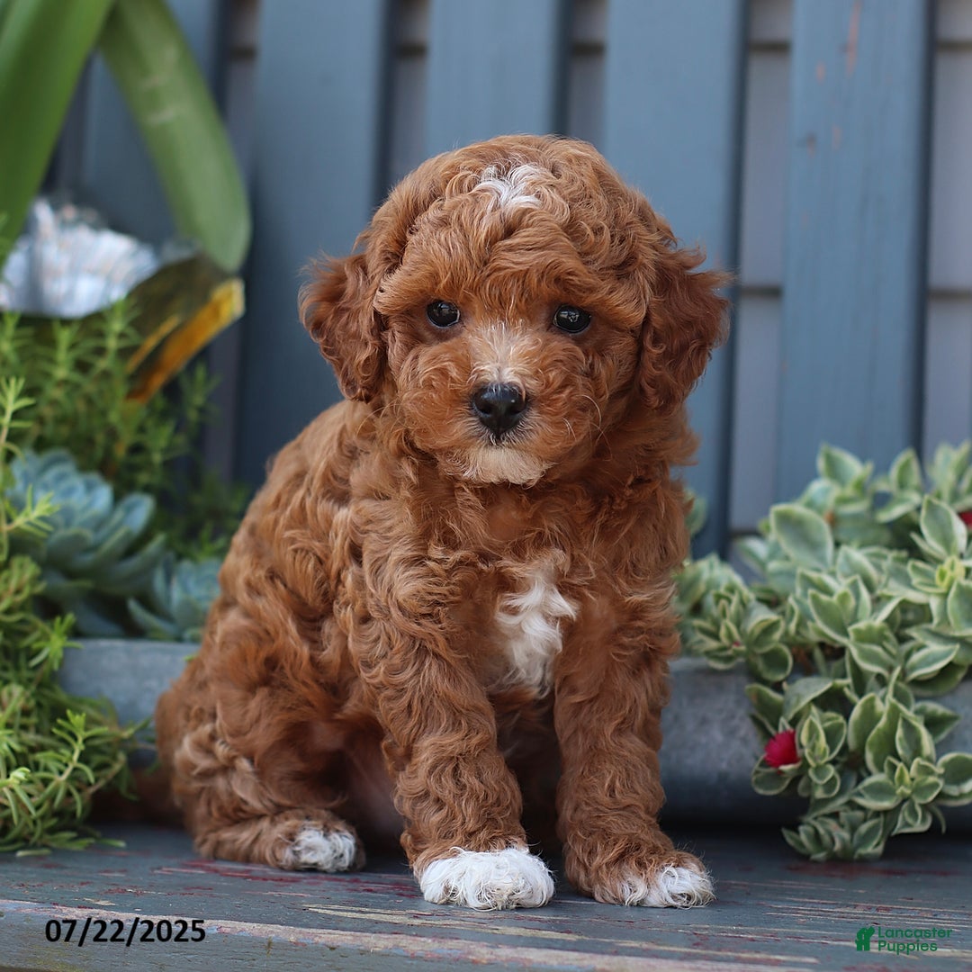 Cavapoo dogs for sale: Mickey - Image 5