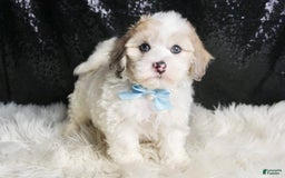 Maltipoo dogs for sale: Happy - Image 3