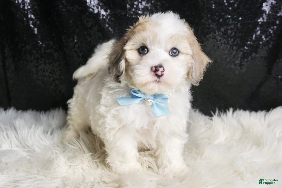 Maltipoo dogs for sale: Happy - Image 3