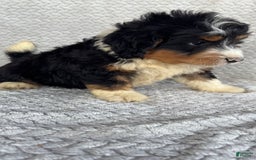 Mini Bernedoodle dogs for sale: Miles - Image 11