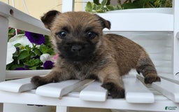 Cairn Terrier dogs for sale: Cassie - Image 4