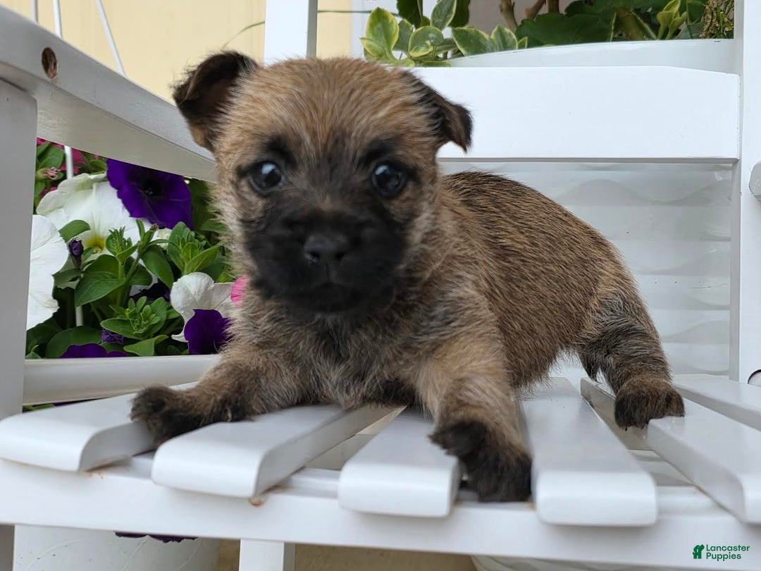 Cairn Terrier dogs for sale: Cassie - Image 4