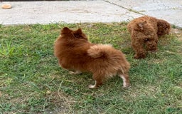 Pomeranian dogs for sale: Winston - Image 11