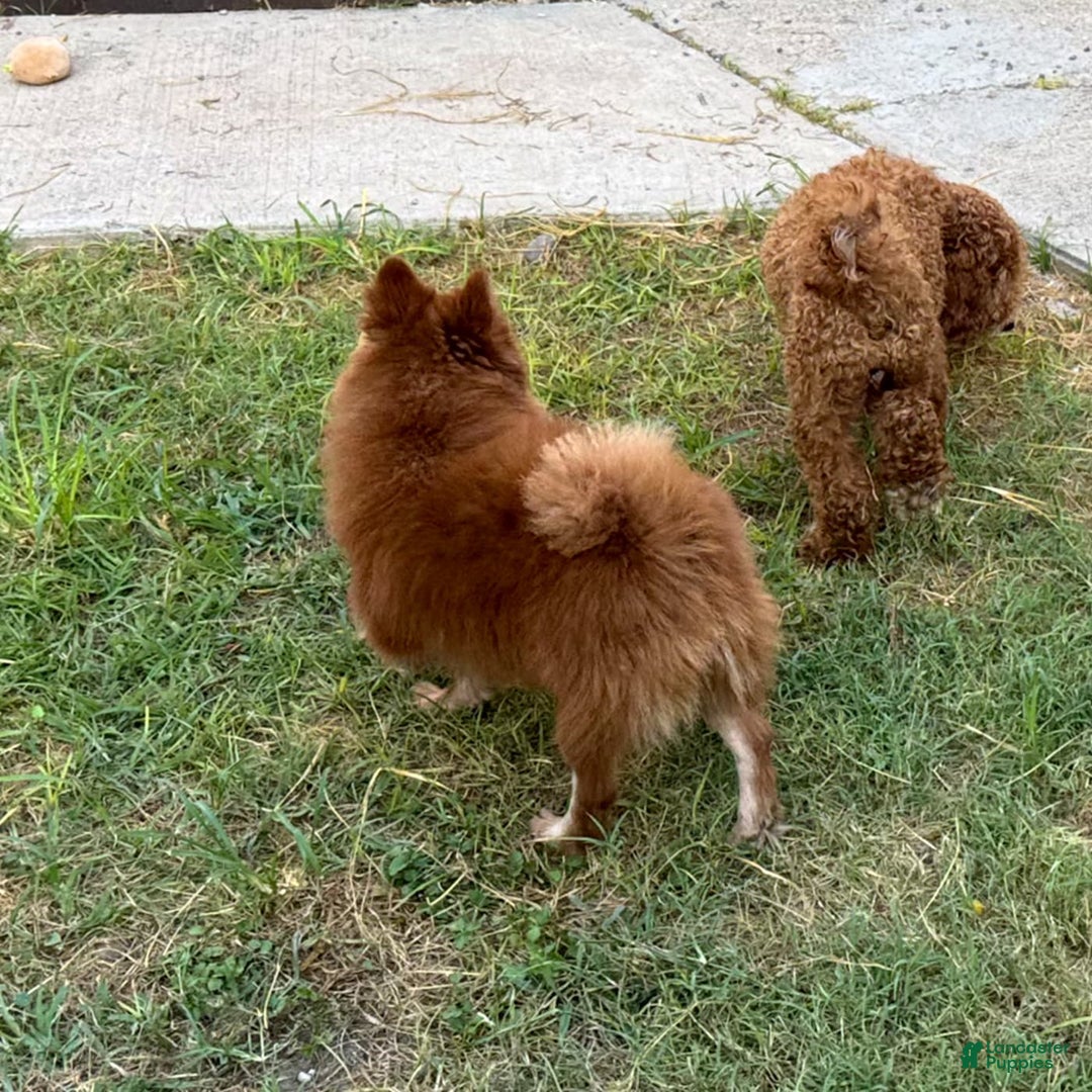 Pomeranian dogs for sale: Winston - Image 11