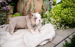 French Bulldog dogs for sale: Legend - Image 6