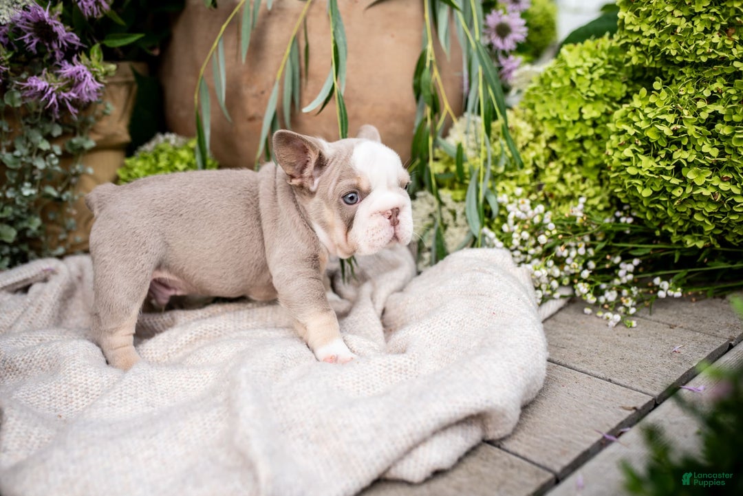 French Bulldog dogs for sale: Legend - Image 6